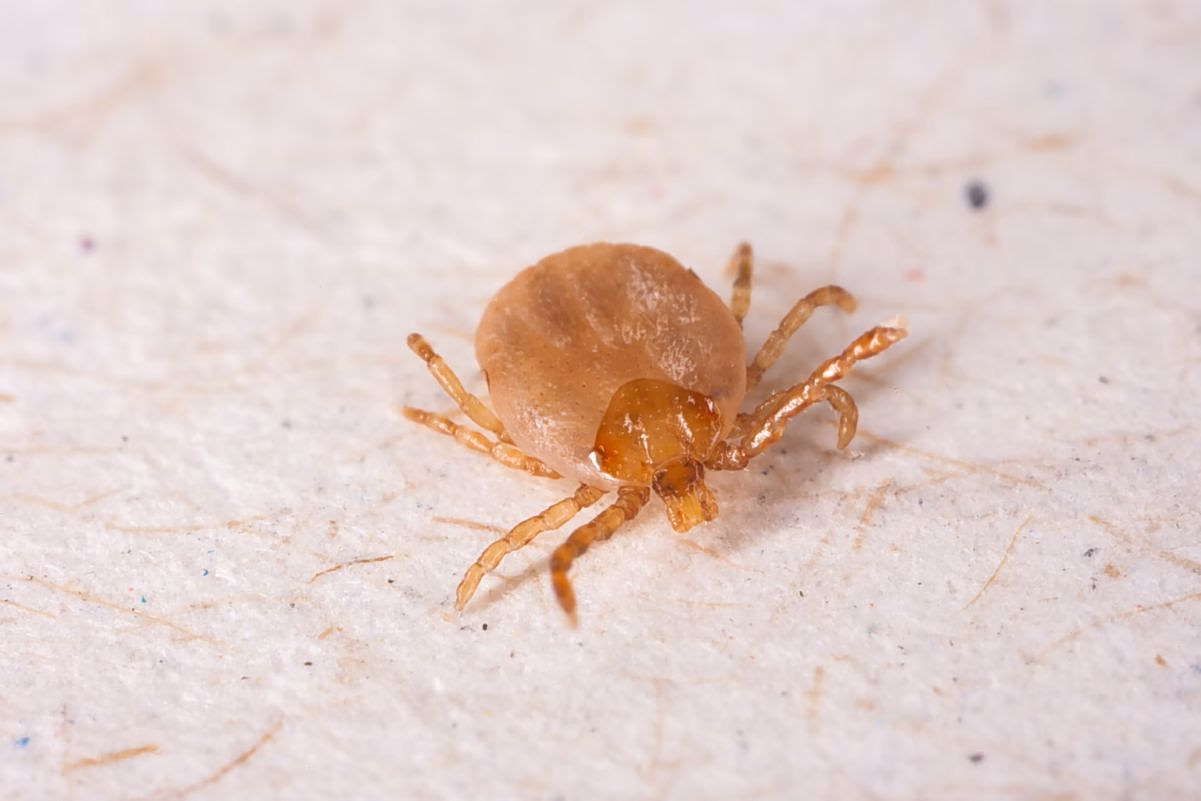ticks summer health
