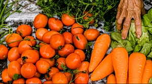 WHO Report Warns of Mounting Global Toll from Unsafe Food