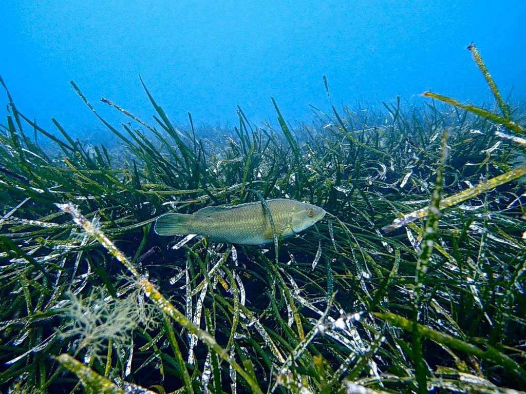 Restoring the Aegean’s Hidden Carbon Giant: Posidonia Meadows in Lemnos