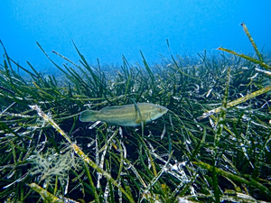 Restoring the Aegean’s Hidden Carbon Giant: Posidonia Meadows in Lemnos