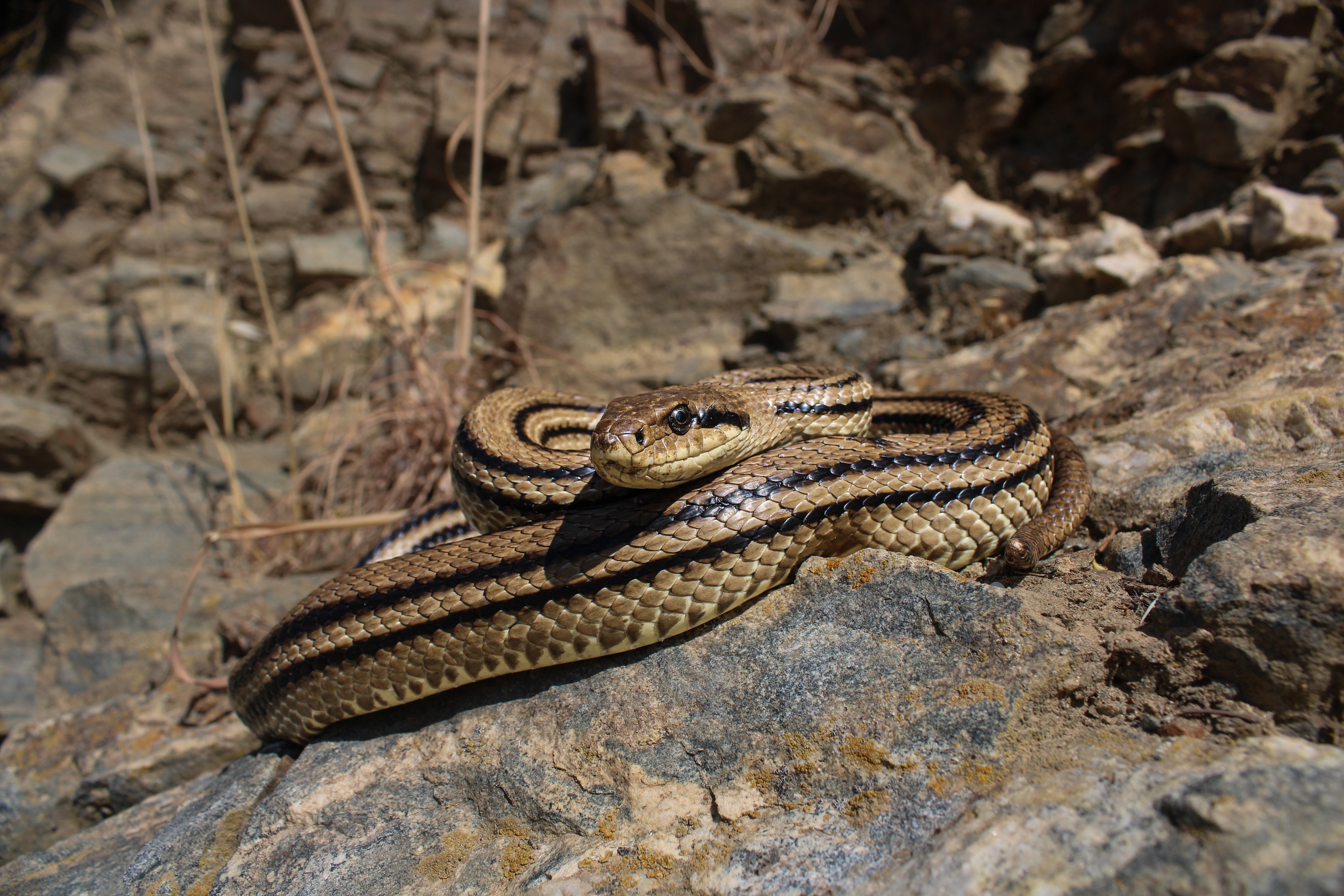 Snake Found Inside Car Engine in Thessaloniki