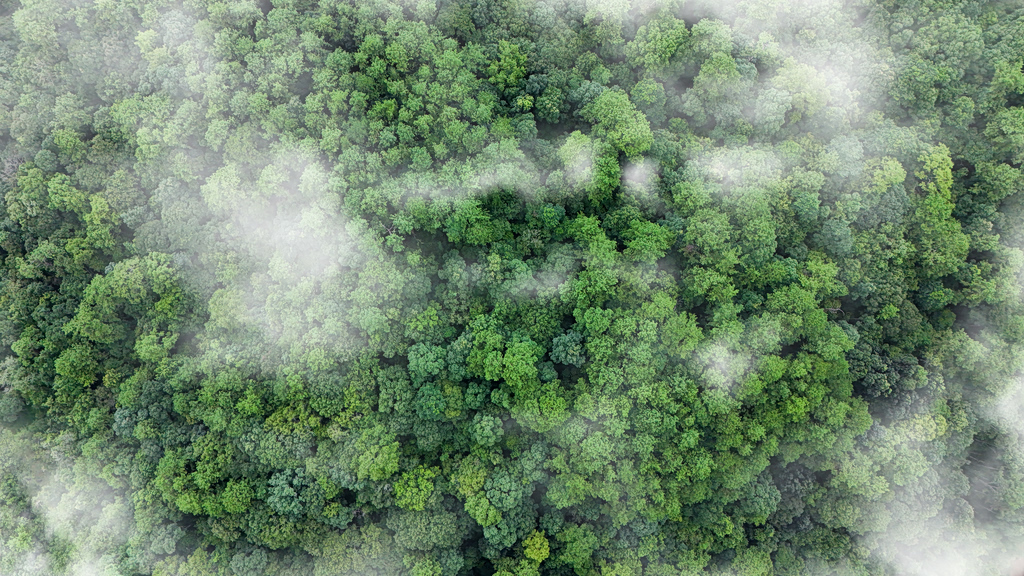 Green Trade as Industrial Strategy: China’s Emerging Carbon Governance Model