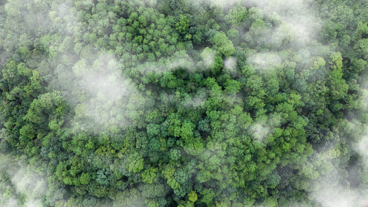 Green Trade as Industrial Strategy: China’s Emerging Carbon Governance Model