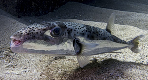 Experts Say Pufferfish in Greek Seas Is Not a Beach Threat