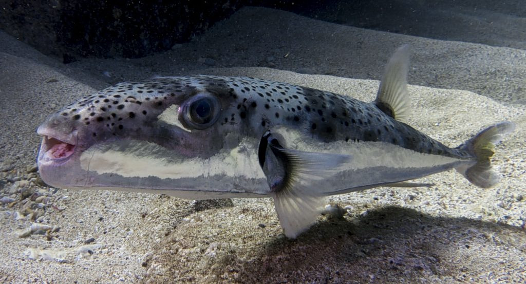 Experts Say Pufferfish in Greek Seas Is Not a Beach Threat