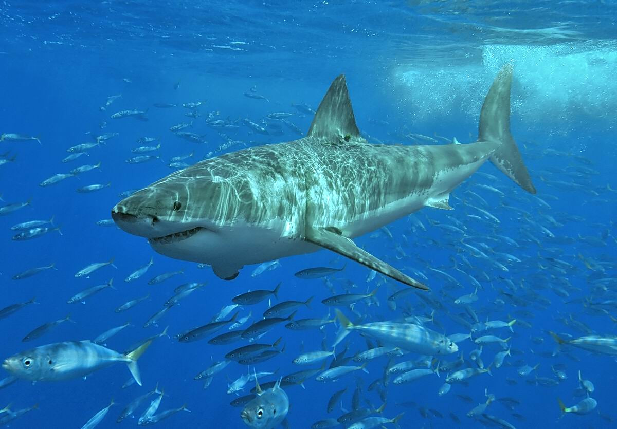 Great White Spotted in Med During Ghost Net Clean-up