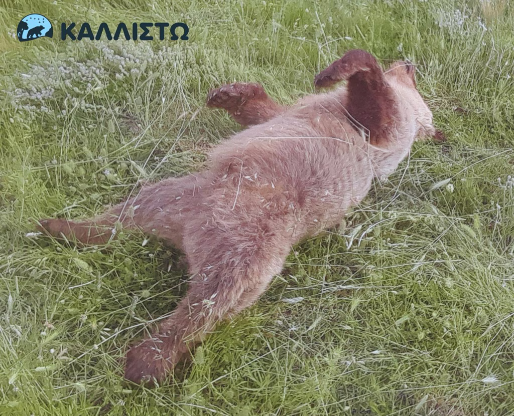 Bear Cub Found Shot Dead in Northern Greece
