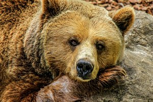 Second Bear Found Shot Dead in Northern Greece