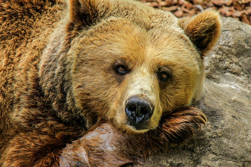 Second Bear Found Shot Dead in Northern Greece