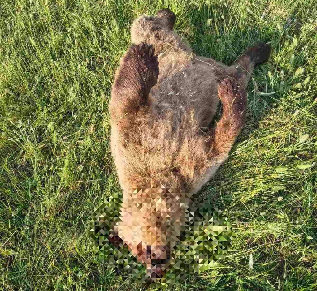 Three Bears Found Dead in Western Greece in 24 Hours