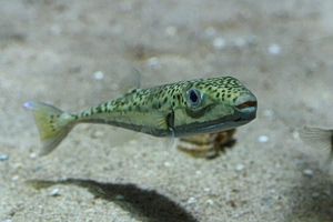 Greek Red Cross Issues First Aid Advice for Pufferfish Bites