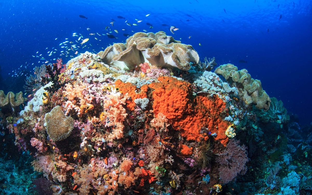 coral reef climate
