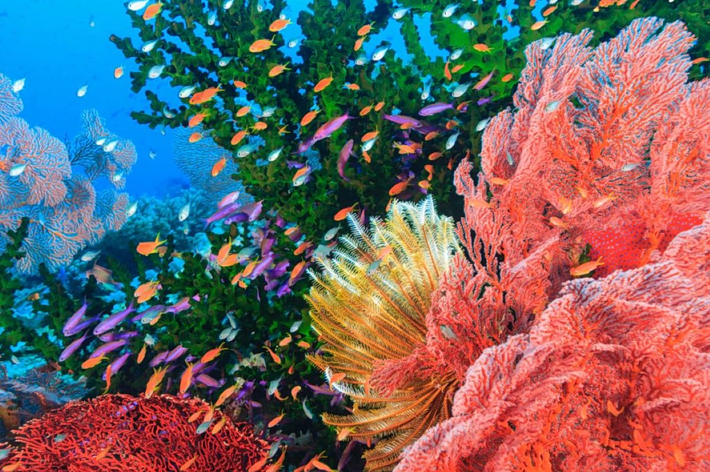 Study Identifies Vast Climate-Resilient Coral Reef Refuges