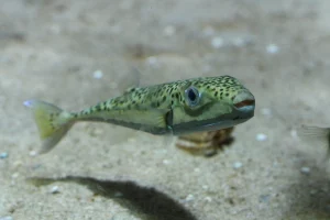 Local Red Cross Cites Risks from Invasive Pufferfish in Greek Waters