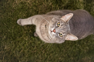 40 Stolen Cats Rescued in Vietnam After Trafficking Bust