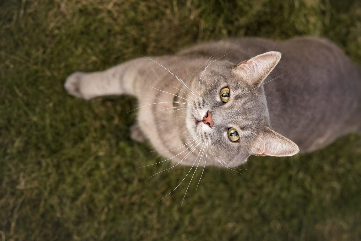 40 Stolen Cats Rescued in Vietnam After Trafficking Bust