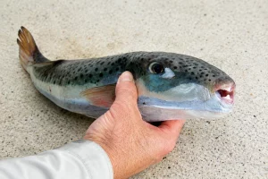 Elderly Swimmer Injured by Pufferfish Bite Near Athens