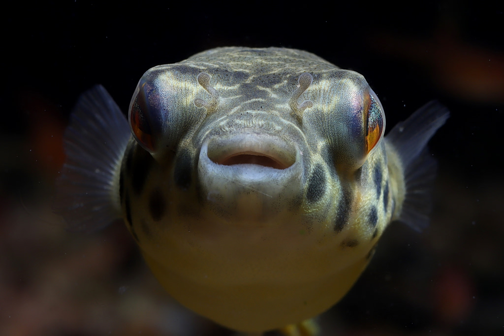 Six Pufferfish Species Now Spreading Across Greek Seas