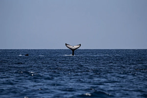 Rare Whale Sighting in the Ionian Sea