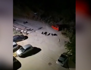 Thessaloniki Residents Alarmed by Dog Pack Sightings