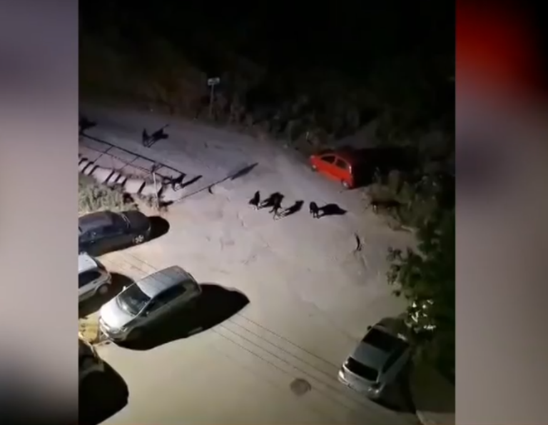 Thessaloniki Residents Alarmed by Dog Pack Sightings