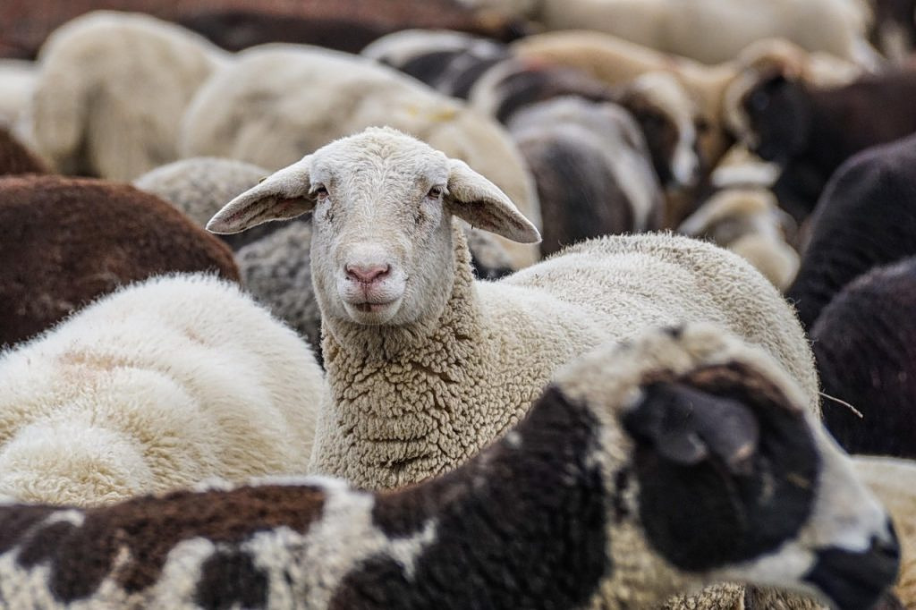 Greece Launches Digital System for Sheep and Goat Tracking
