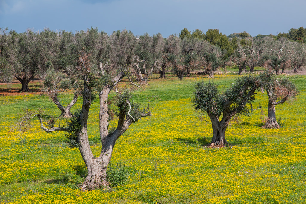 Greece’s Olive Trees Are Asking for Help