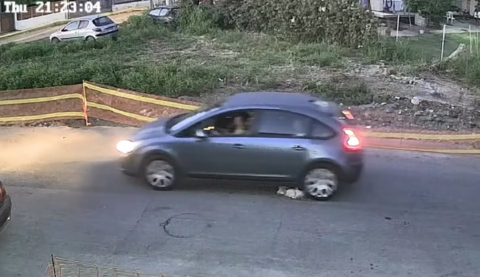 Woman Who Intentionally Ran Over Dog Identified