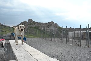 Woman Given 48 Hours to Explain Dog’s Fatal Injury Case in Greece
