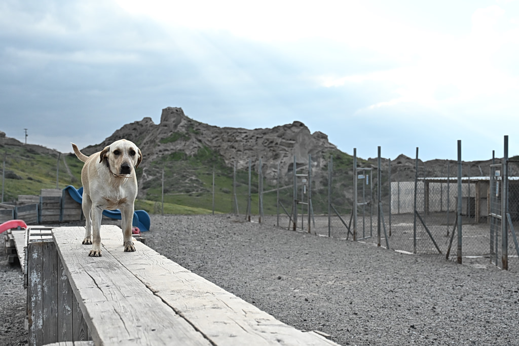 Woman Given 48 Hours to Explain Dog’s Fatal Injury Case in Greece