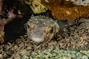Where Has the Pufferfish Been Found in Greece?