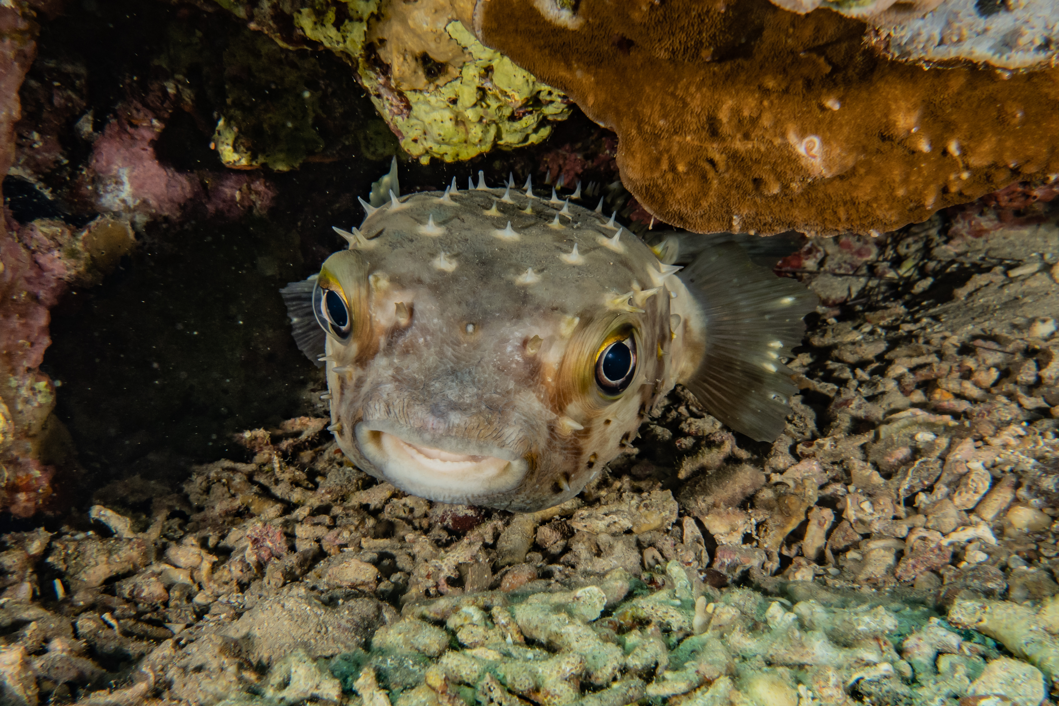 Where Has the Pufferfish been Found in Greece?