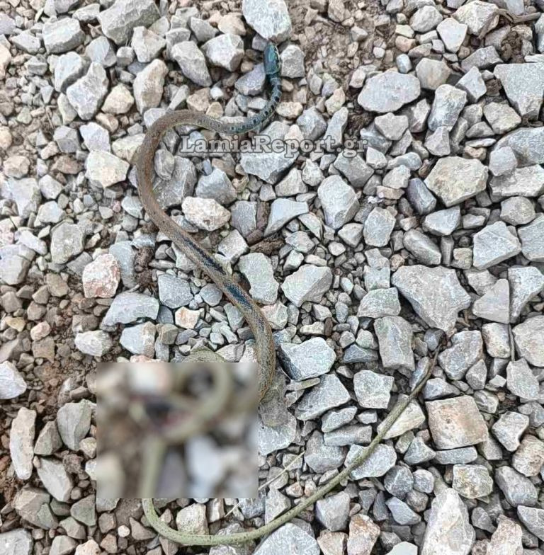 Snake Trapped Inside Car Sparks Firefighter Rescue in Lamia