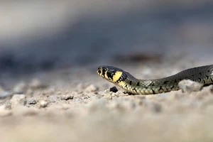 Snake Trapped Inside Car Sparks Firefighter Rescue in Lamia