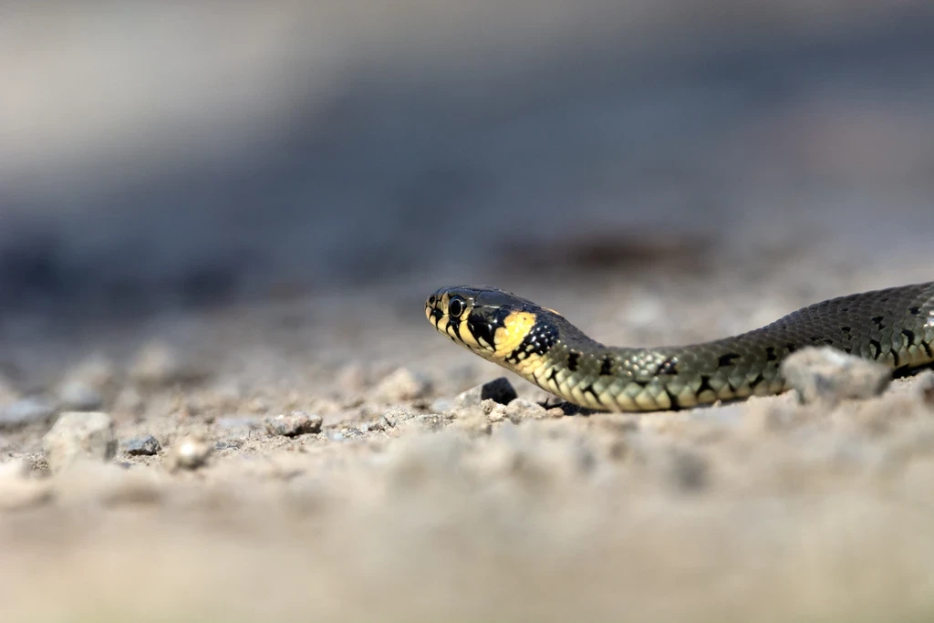 Snake Trapped Inside Car Sparks Firefighter Rescue in Lamia