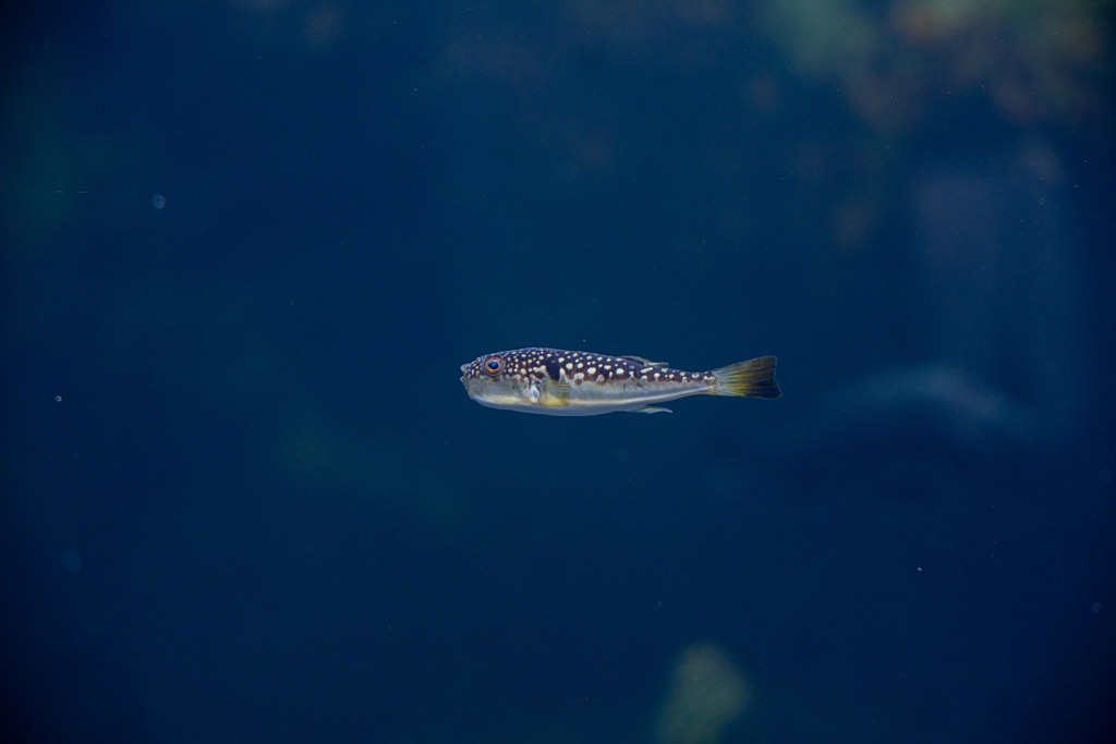 7 Myths + 1 Truth About the New “Resident” of the Mediterranean