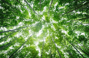 The Next Pandemic: Nature’s Warning Signs Are Already Here