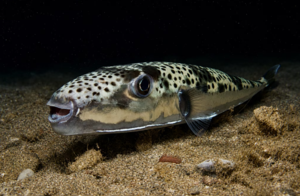 Greek State Sets Pufferfish Bounty at €5.33 Per Kilo in Crete