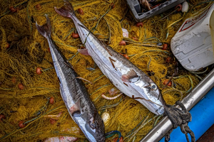 Ag Ministry Official: ‘Silver-Cheeked Toadfish Here to Stay’