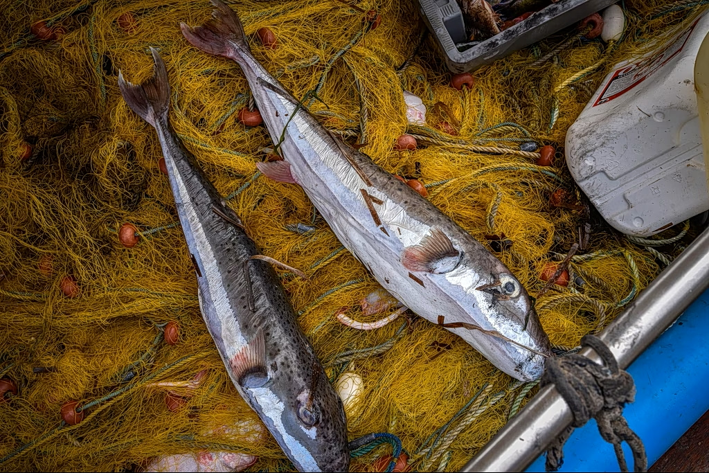 Ag Ministry Official: ‘Silver-Cheeked Toadfish Here to Stay’