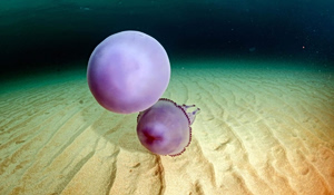 Municipality Installs Protective Barriers Against Purple Jellyfish