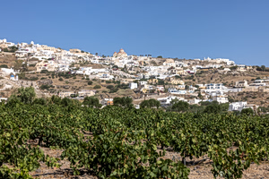 Santorini Vineyards Drying Out Due to the Climate Crisis