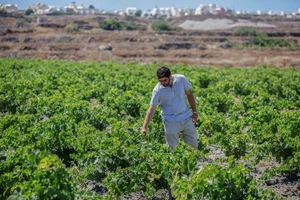 Santorini Vineyards