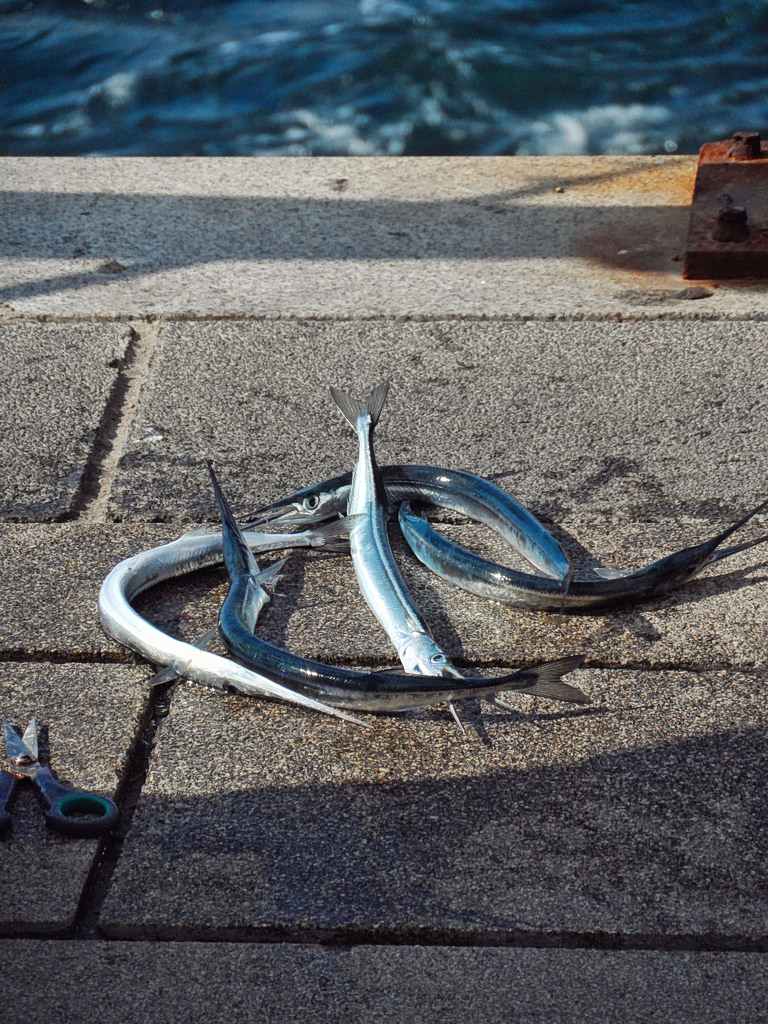 garfish or needlefish