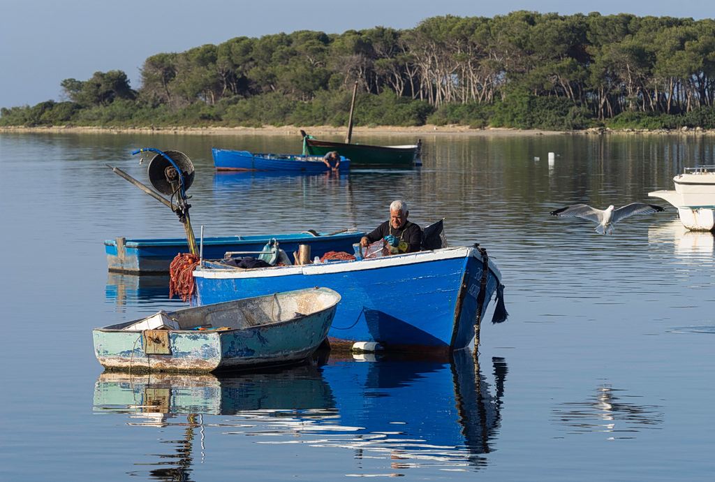 Pufferfish Are an Ecological Problem. Culling Won’t Solve It.