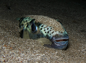 How Foreign Species Are Taking Over Greek Seas