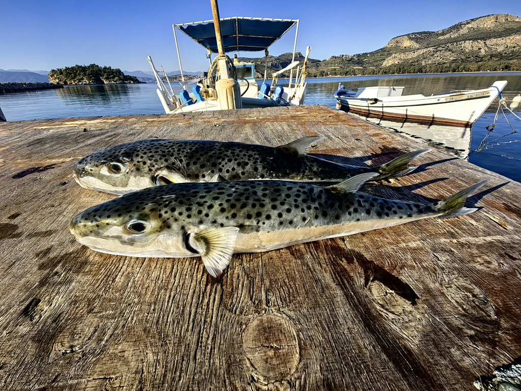 Greek Fishermen Hunt Toxic Pufferfish After Bounty Announced