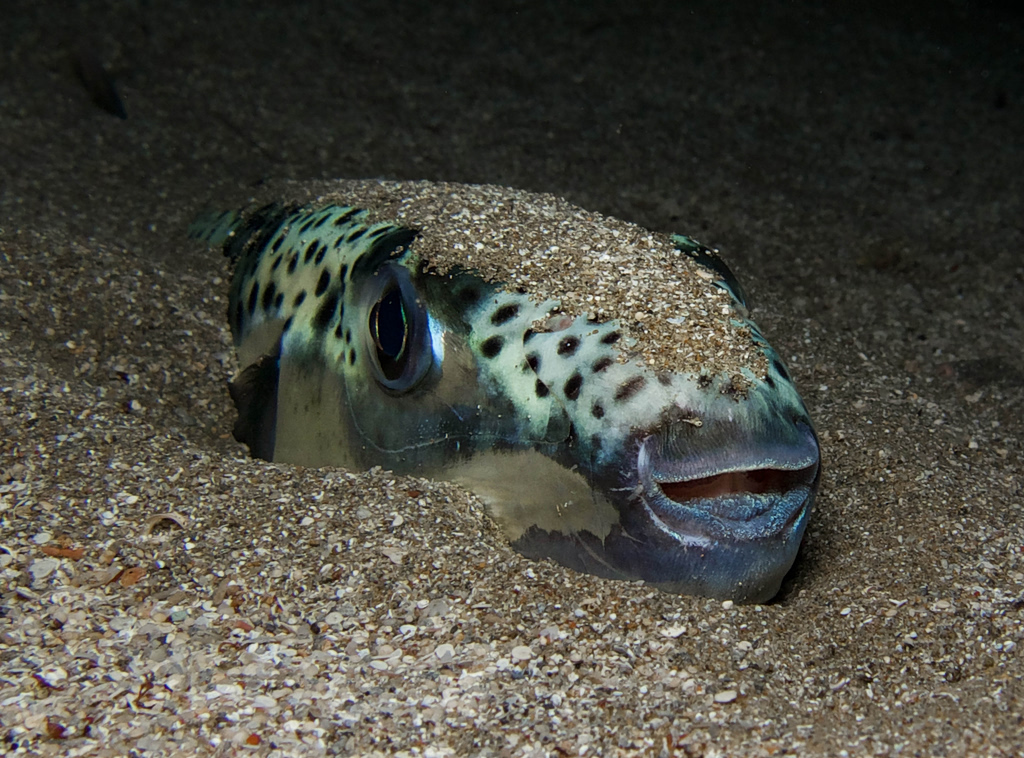 How Foreign Species Are Taking Over Greek Seas
