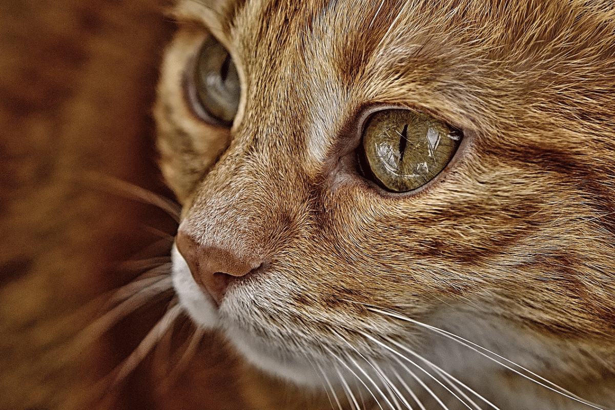 Thessaloniki: Felony Charges After Woman Runs Over Cat