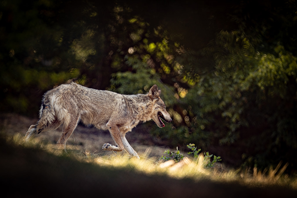 Wolf Pack Adopts Stray Puppy in Northern Greece